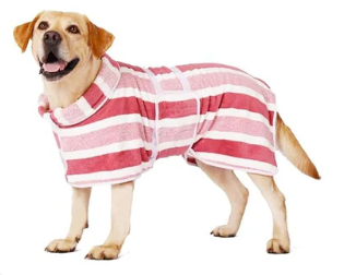 Pet image