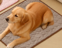 Pet image