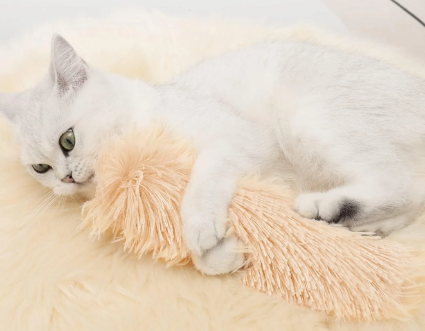 Pet image